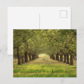 Mooie Bomen, Amandelboomgaard Boerderij Post Kaart (Voorkant / Achterkant)