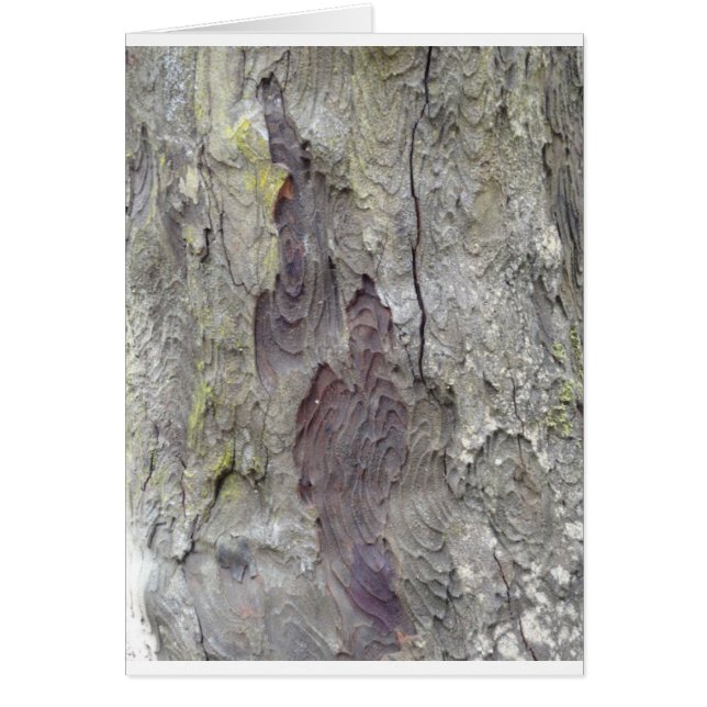 Mooie boom (Voorkant)