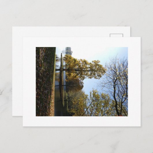 Mooie boom Briefkaart (Voorkant / Achterkant)