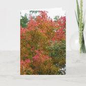 Mooie boom, de schoonheid van God Kaart (Voorkant)