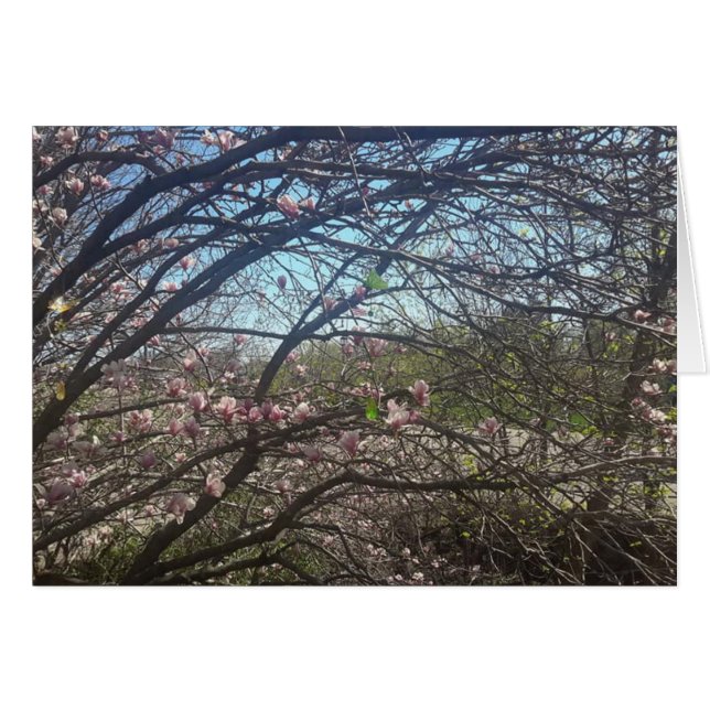 Mooie boomvertakkingen Magnolia Blanken Kaart (Voorkant Horizontaal)