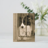 Mooie Border Collie Hond Briefkaart (Staand voorkant)