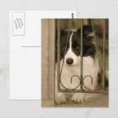 Mooie Border Collie Hond Briefkaart (Voorkant / Achterkant)
