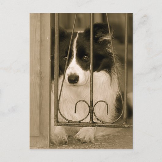 Mooie Border Collie Hond Briefkaart (Voorkant)