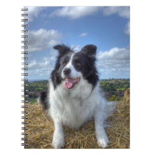 Mooie Border Collie Hond Foto Notitieboek