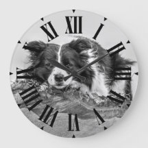 Mooie Border Collie Hond