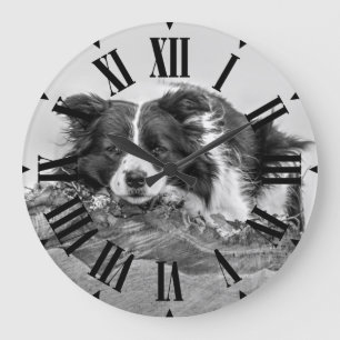 Mooie Border Collie Hond Grote Klok
