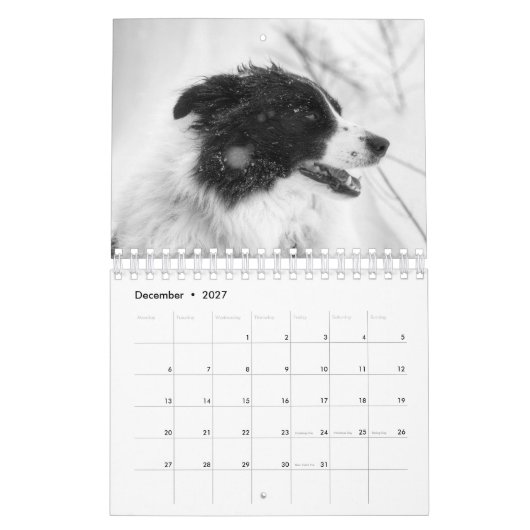 Mooie Border Collie hond kalender (Dec 2027)