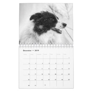 Mooie Border Collie hond kalender