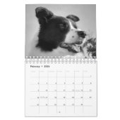 Mooie Border Collie hond kalender (Feb 2026)