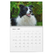 Mooie Border Collie Hond Kalender (Mar 2027)