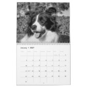 Mooie Border Collie Hond Kalender (Jan 2027)
