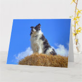 Mooie Border Collie in de zomer Kaart (Gele Bloem)