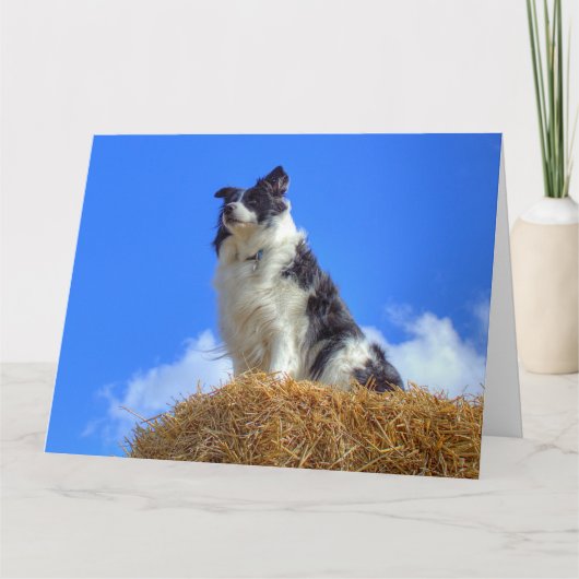 Mooie Border Collie in de zomer Kaart (Voorkant)