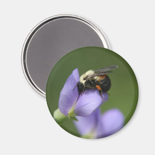 Mooie borrelbijen magneet (Voorkant / Achterkant)