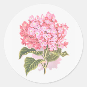 Mooie Botanische Hydrangea Bloem Ronde Sticker