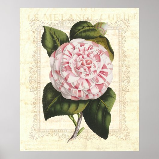 Mooie botanische print Camellia bloem (Voorkant)