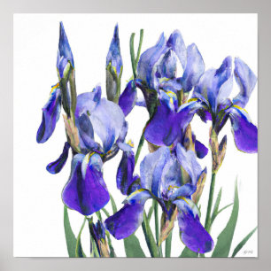 Mooie botanische Waterverf Blauwe Iris bloemen Poster