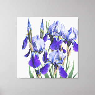 Mooie botanische Waterverf Blue Iris Flowers P Canvas Afdruk