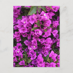 Mooie Bougainvillea Briefkaart