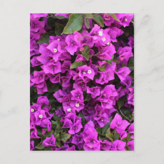 Mooie Bougainvillea Briefkaart