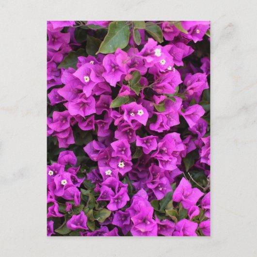 Mooie Bougainvillea Briefkaart (Voorkant)