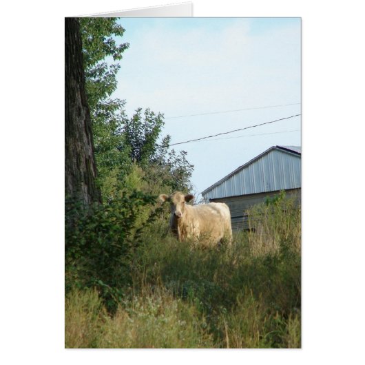 Mooie Bovine (Voorkant)