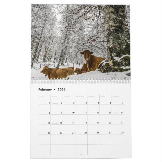 Mooie Bovines 12-maandelijkse kalender voor 2016 (Feb 2026)