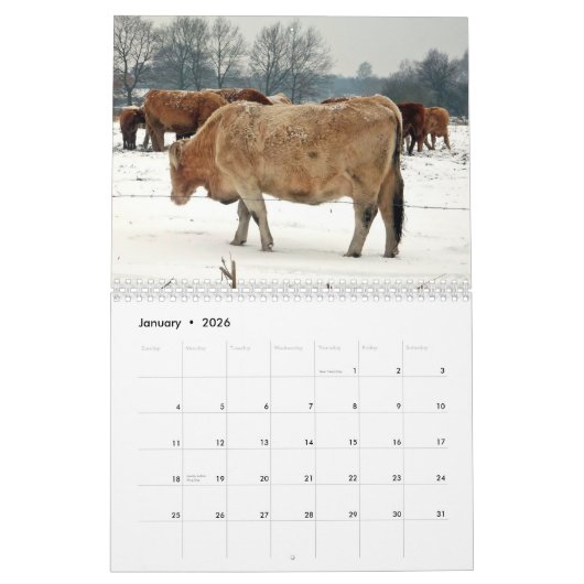 Mooie Bovines 12-maandelijkse kalender voor 2016 (Jan 2026)
