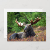 Mooie! Briefkaart (Voorkant / Achterkant)