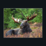 Mooie! Briefkaart<br><div class="desc">Als je in Europa een mozassticker op een voertuig ziet,  betekent dat dat ze naar Zweden zijn geweest. Ik hou gewoon van hen. Het grappigste is dat de appels die niet zijn geplukt,  de herfst beginnen te draaien om ze op te eten en te laten struikelen drink. Hilarisch!</div>