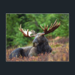 Mooie! Briefkaart<br><div class="desc">Als je in Europa een mozassticker op een voertuig ziet,  betekent dat dat ze naar Zweden zijn geweest. Ik hou gewoon van hen. Het grappigste is dat de appels die niet zijn geplukt,  de herfst beginnen te draaien om ze op te eten en te laten struikelen drink. Hilarisch!</div>