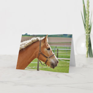 Mooie briefkaart voor paarden