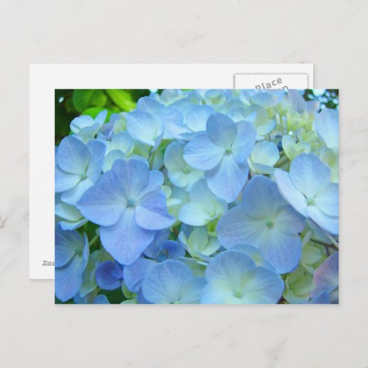 Mooie briefkaarten Pastel Blue Hydrangeas (Voorkant / Achterkant)