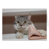 Mooie Britse Shorthair Tomcat (Voorkant Horizontaal)