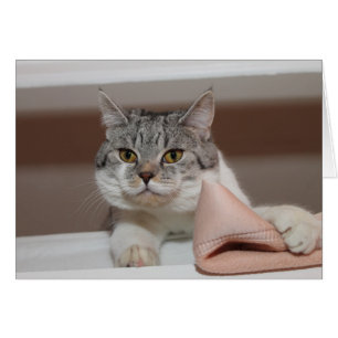 Mooie Britse Shorthair Tomcat