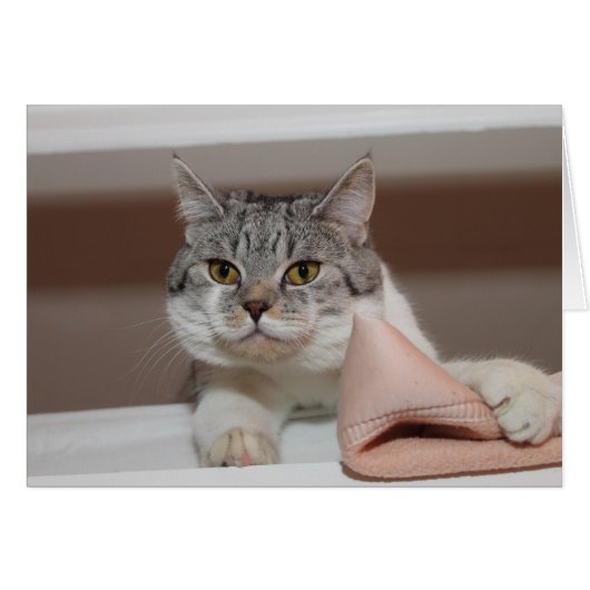 Mooie Britse Shorthair Tomcat (Voorkant Horizontaal)