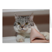 Mooie Britse Shorthair Tomcat (Voorkant Horizontaal)