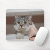 Mooie Britse Shorthair Tomcat Muismat (Met muis)
