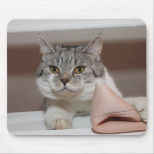 Mooie Britse Shorthair Tomcat Muismat