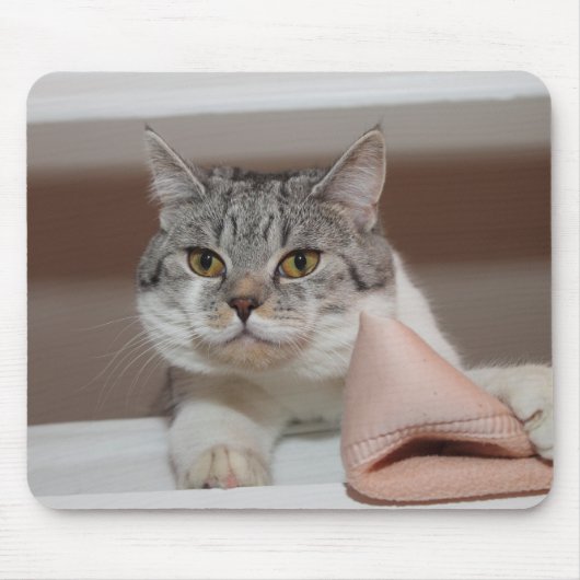 Mooie Britse Shorthair Tomcat Muismat (Voorkant)