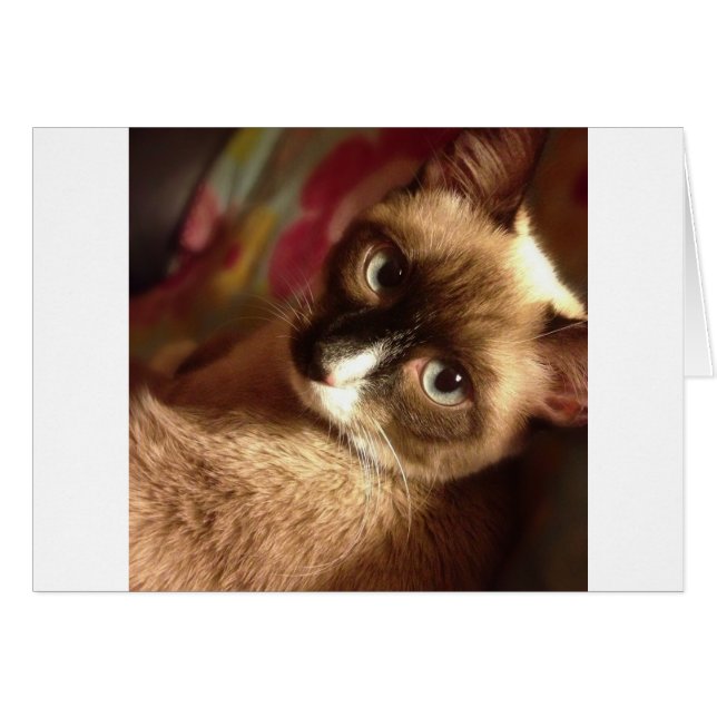 Mooie bruine kat (Voorkant Horizontaal)