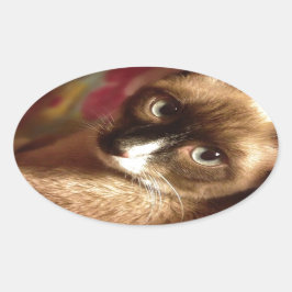 Mooie bruine kat ovale sticker