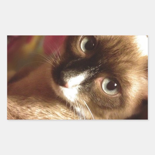 Mooie bruine kat rechthoekige sticker (Voorkant)