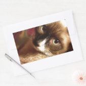 Mooie bruine kat rechthoekige sticker (Envelop)