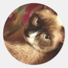 Mooie bruine kat ronde sticker