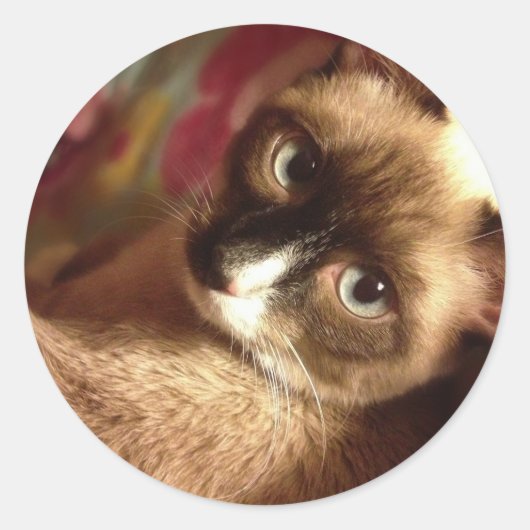 Mooie bruine kat ronde sticker (Voorkant)