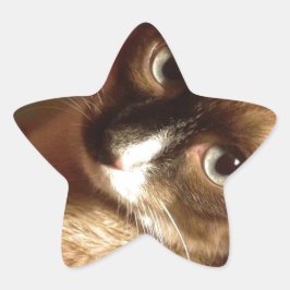 Mooie bruine kat ster sticker