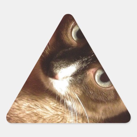 Mooie bruine kat sticker (Voorkant)