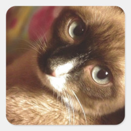 Mooie bruine kat vierkante sticker
